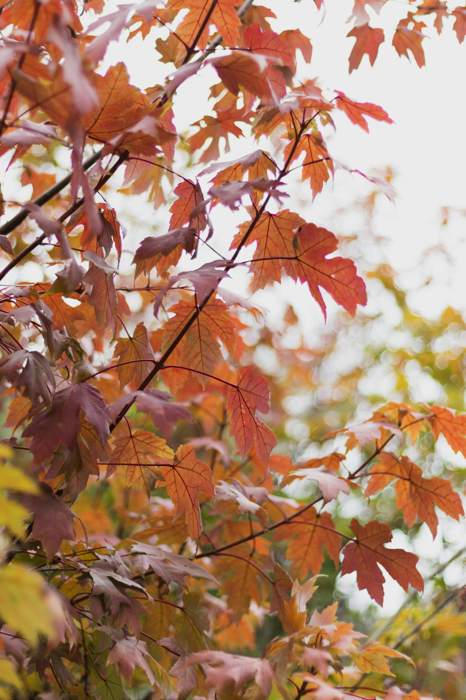 tree with red leaves on a sunny day