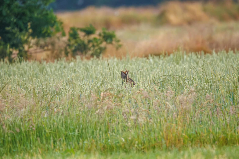 the cat is in the middle of tall grass