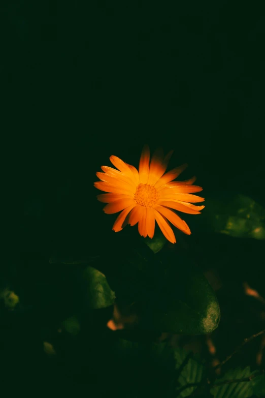 this is a picture of a small flower that is blooming