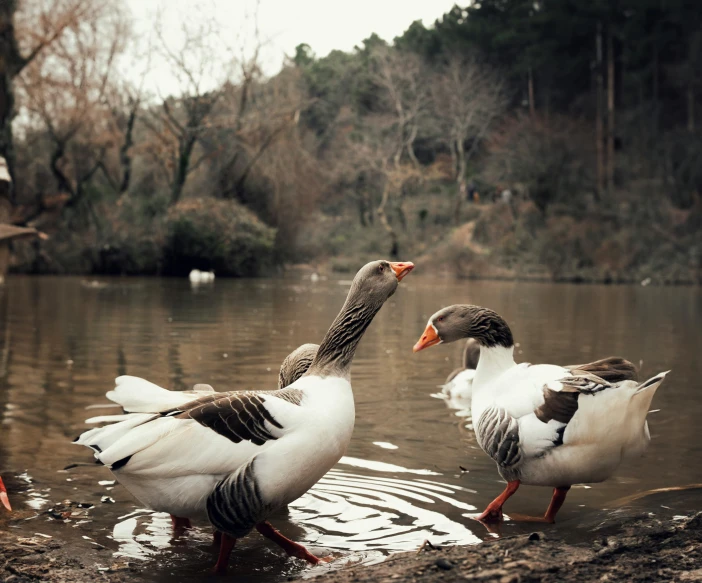 three ducks are walking across the water