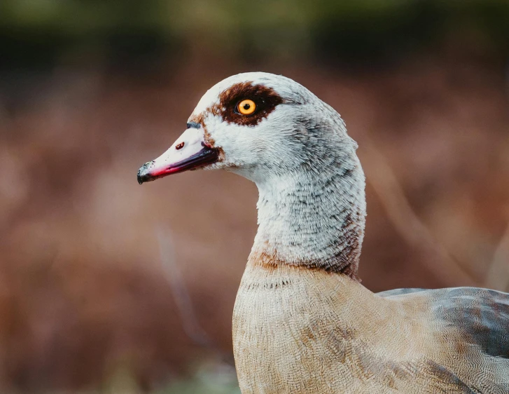 a duck in front of a grassy area with trees in the background