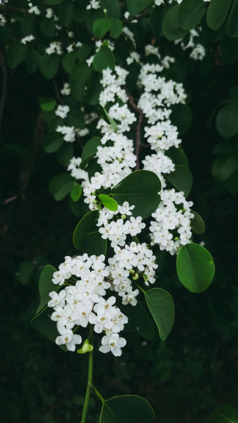 a bunch of flowers on a bush outside