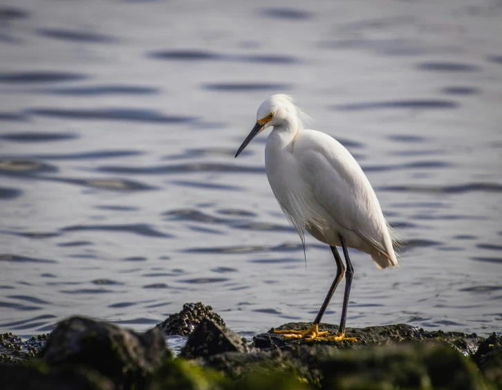 a white bird stands on a rock by the water