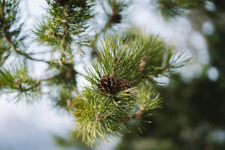 pine cones on a pine tree nch