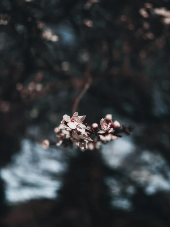 this is the back part of a blossoming tree