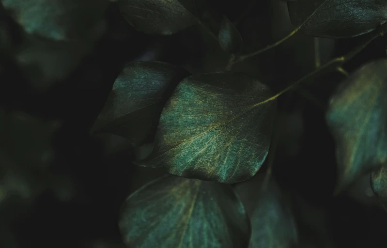 the dark green leaves of an apple tree