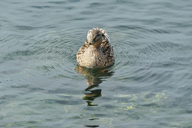 two duck sitting on top of a body of water