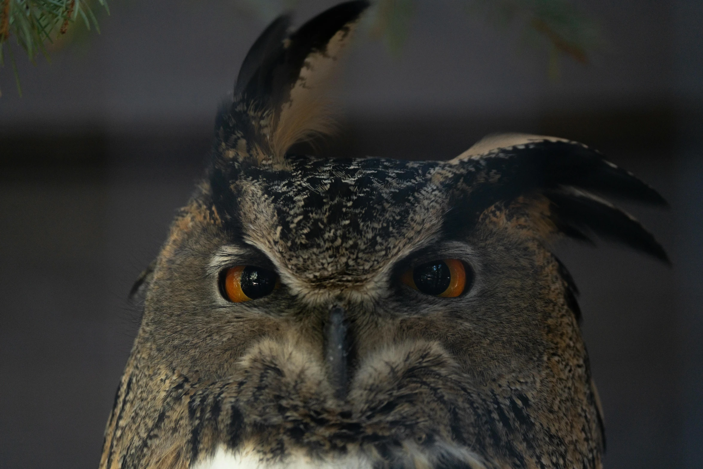 an owl has orange eyes in this po