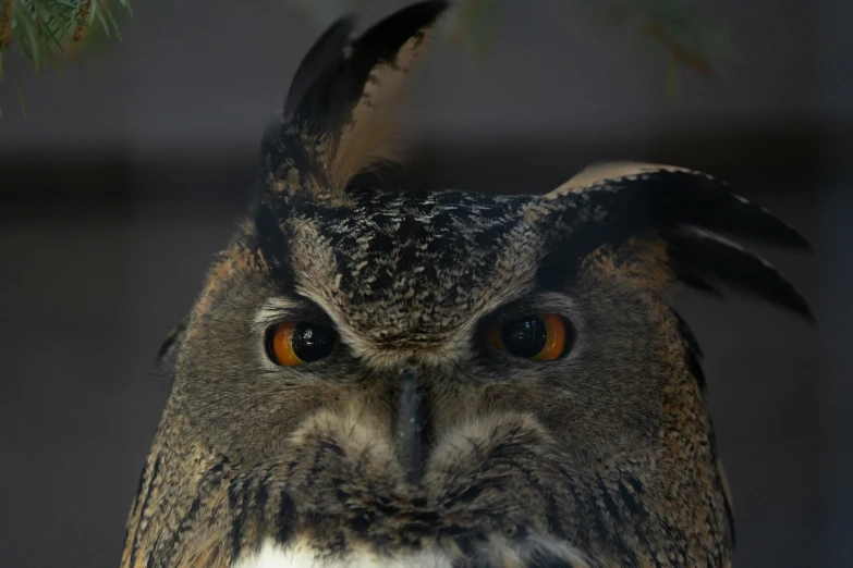 an owl has orange eyes in this po