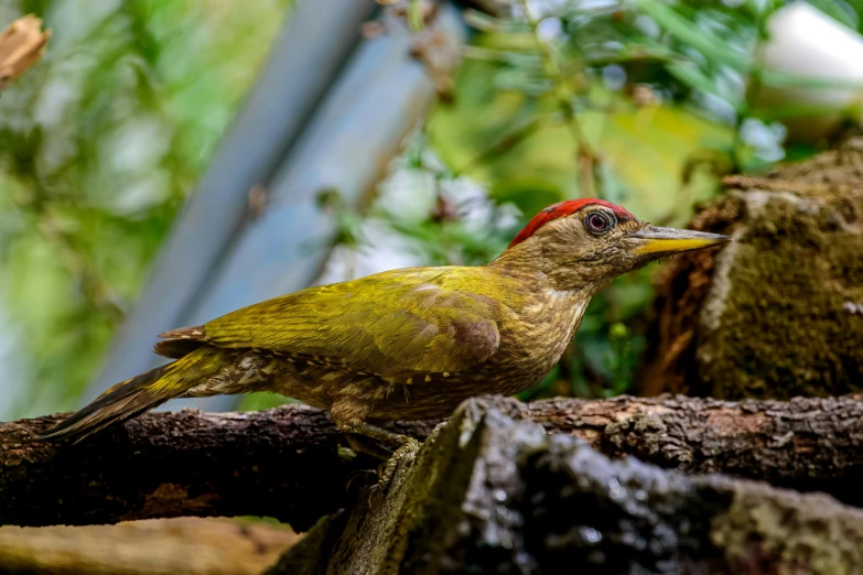 a hummingbird sitting on top of a tree nch