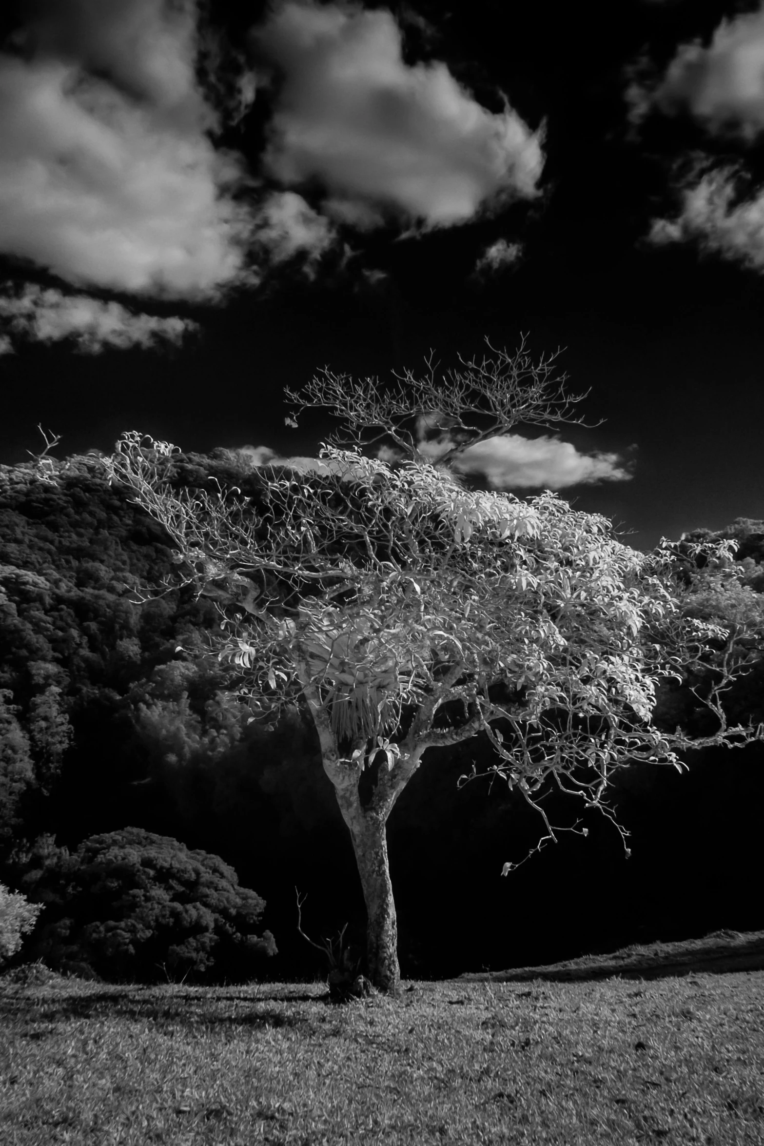 an image of a lone tree under the cloudy sky