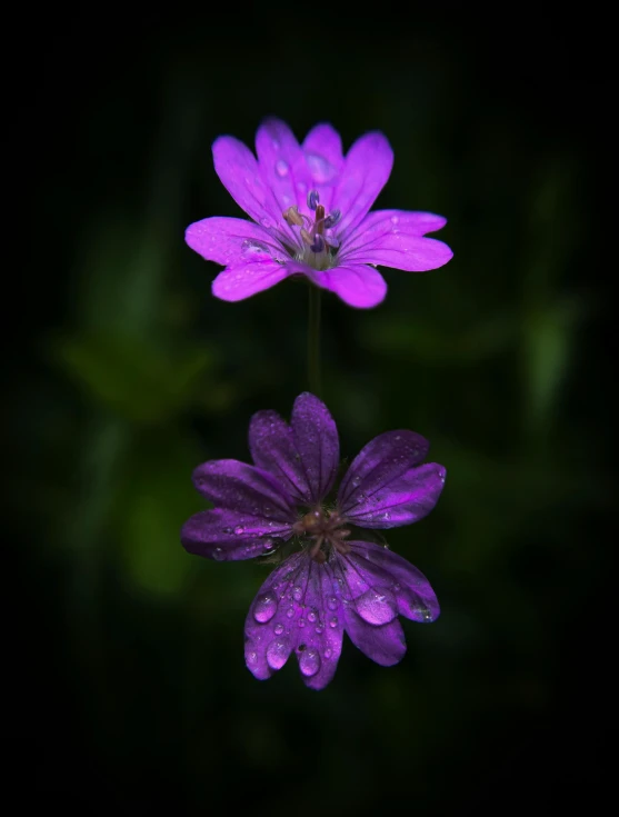 the two flowers are purple and pink