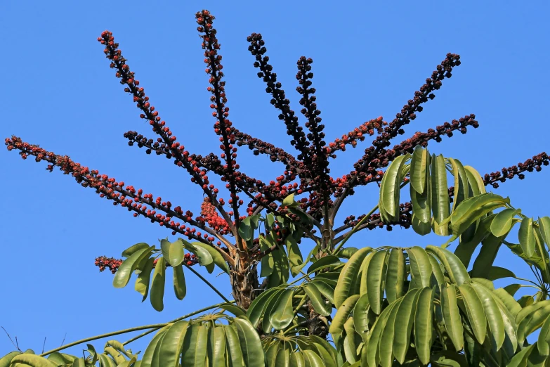 the leaves and nches of a tree against a clear blue sky