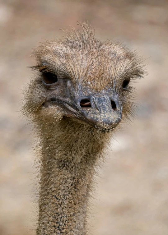 the head of an ostrich is seen with a lot of small dots
