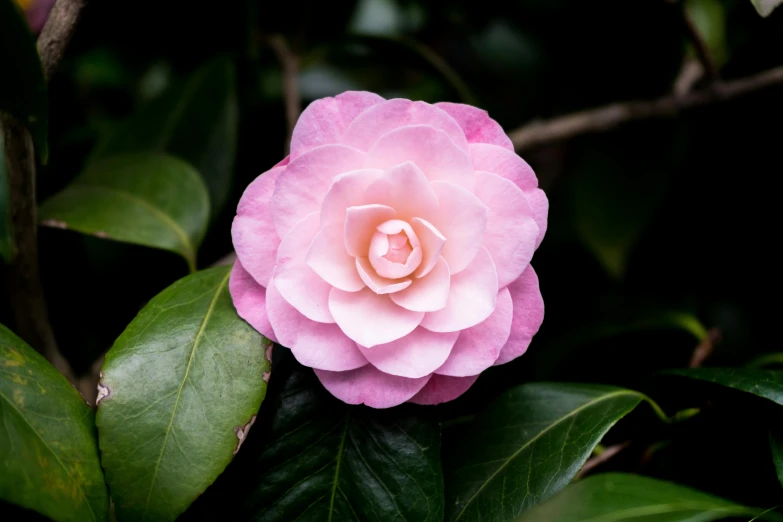 pink flower surrounded by green leaves in the sun