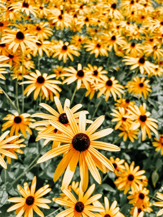 some yellow flowers that are in a field