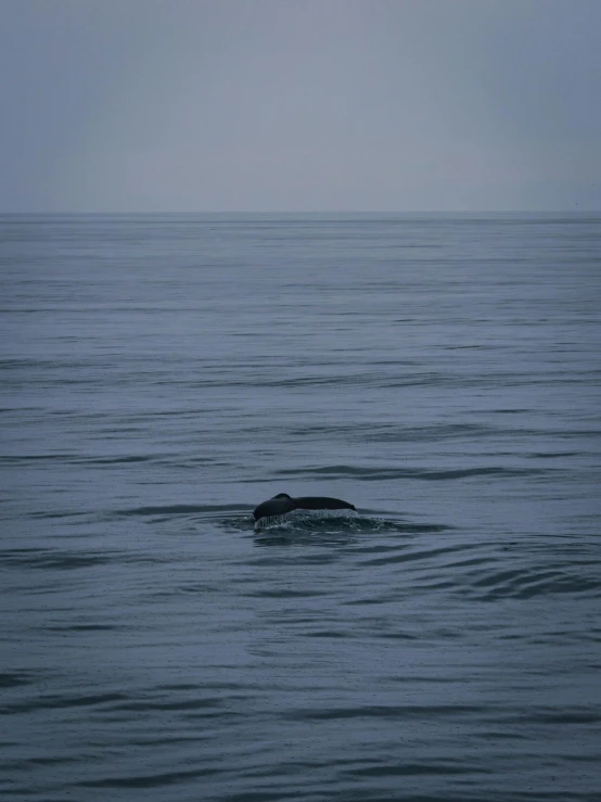 a lone seal swimming in the middle of a body of water