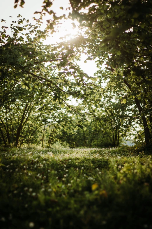 a road going through trees in the middle of a forest