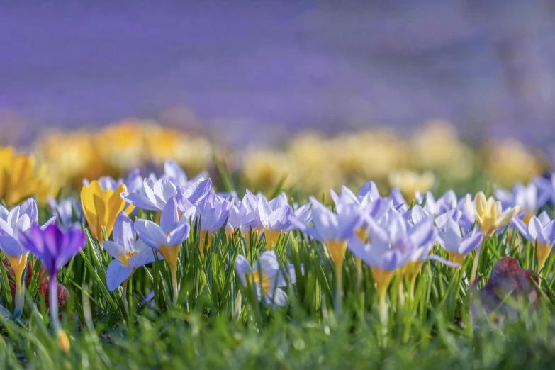 many flowers are blooming in a field near the water