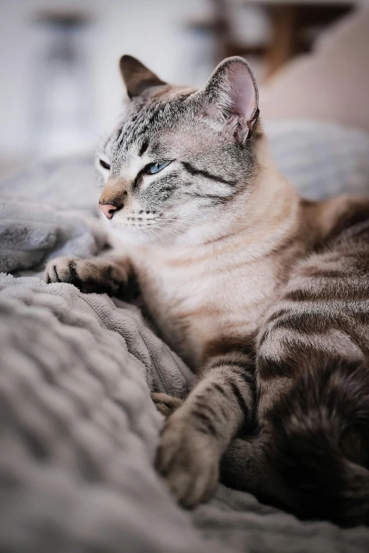 a gray cat is laying on its back in the bed