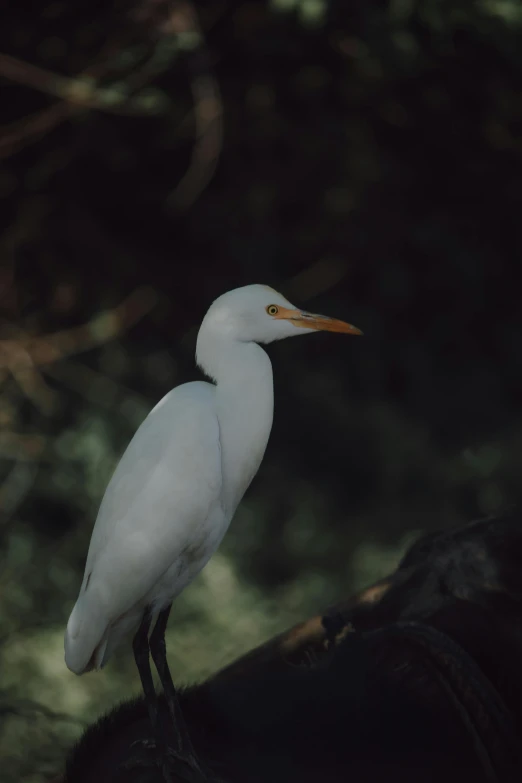 a small white bird is standing near some nches