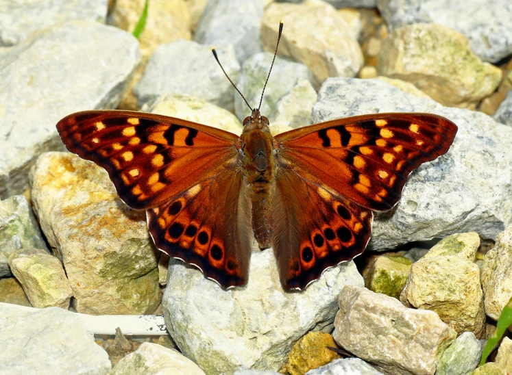 a erfly sitting on top of rocks and dirt