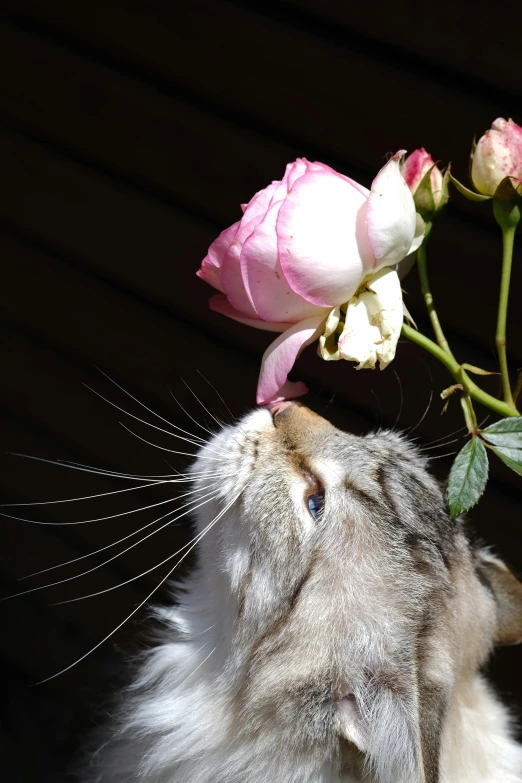 a long haired dog smelling a pink flower