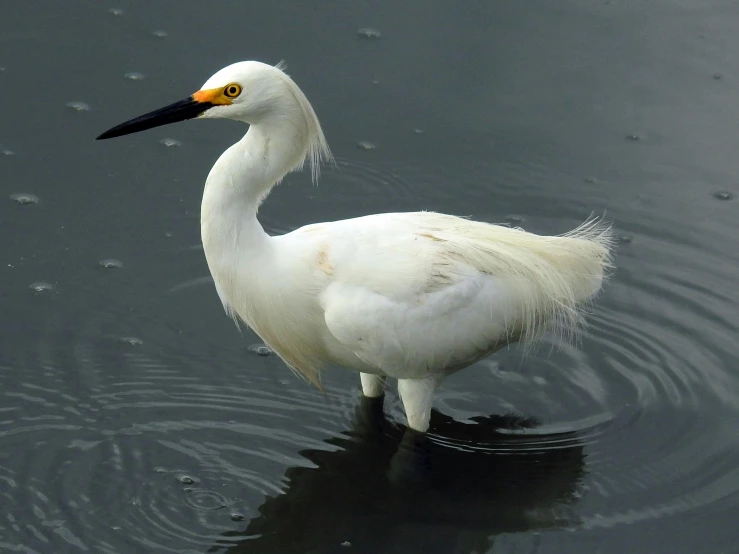 a white bird with a long bill is standing in the water