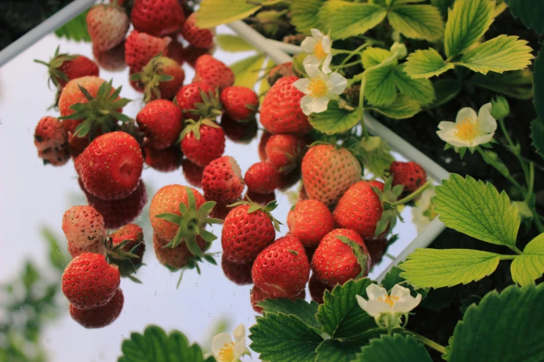 a cluster of ripe strawberries growing on a bush