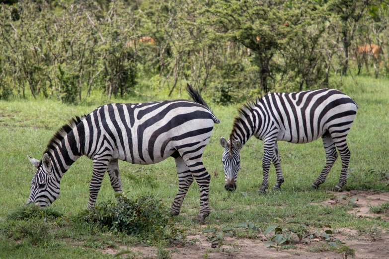 two zes are grazing on the grass