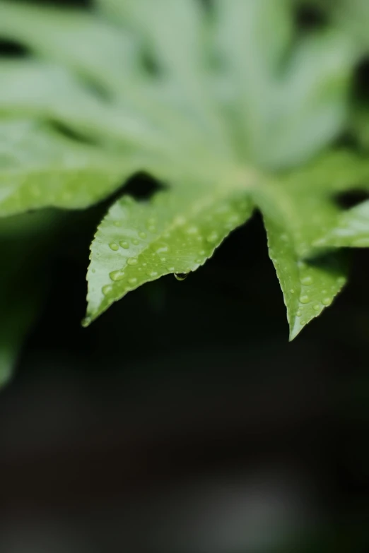 this is an image of the green leaves of a plant