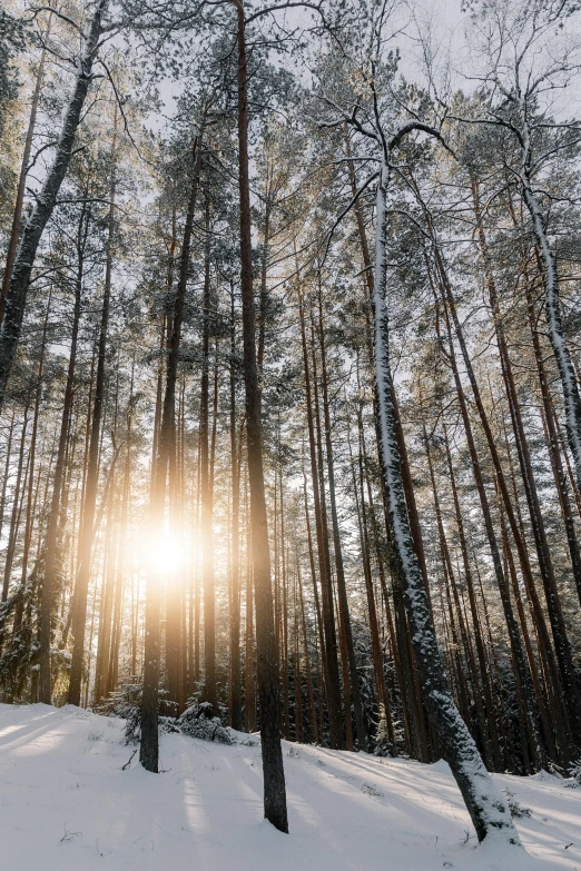 the sun shines through trees in a snowy forest