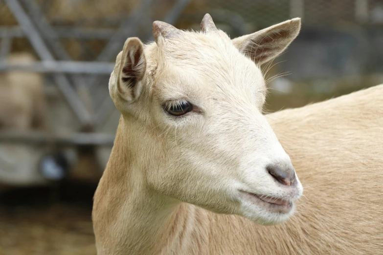 a close up of a goat in a pen