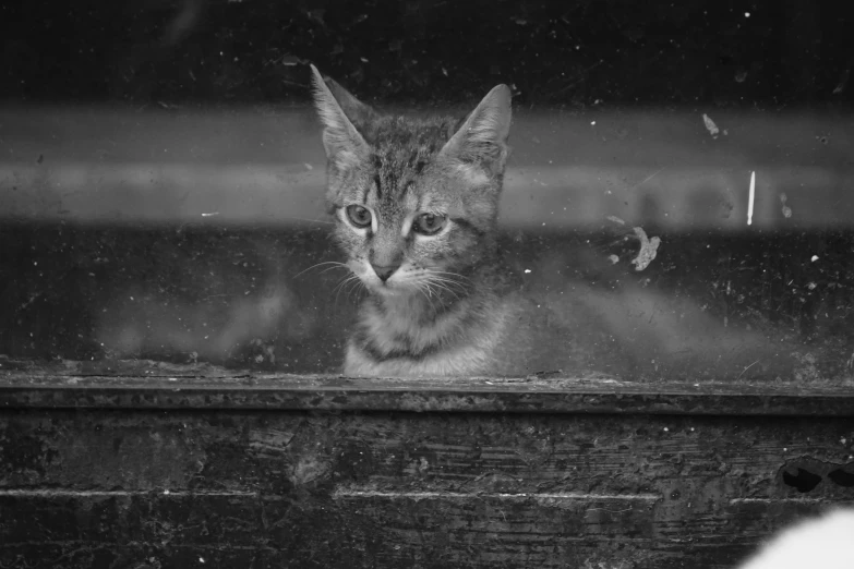 a cat looking out a window with soing in front