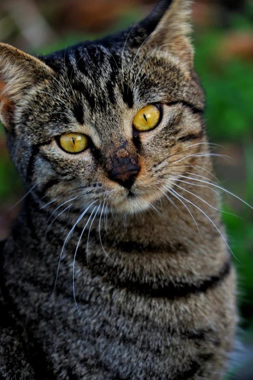 a close up of a cat with yellow eyes