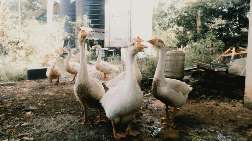 ducks are walking through a grassy area next to a house