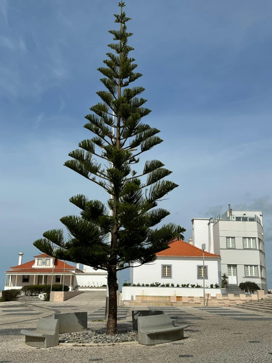 a small pine tree stands in the midst of several concrete blocks