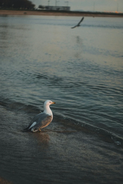 a seagull walks along the shore as two birds fly in the background