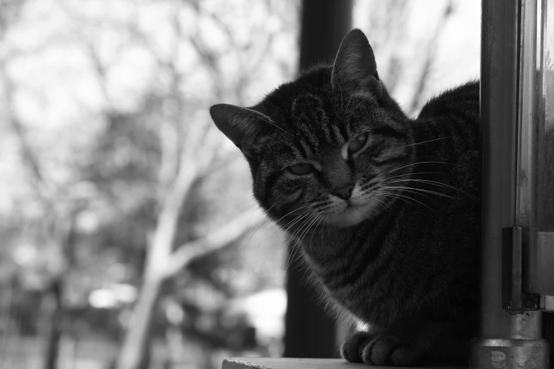 a black and white po of a cat on the window sill