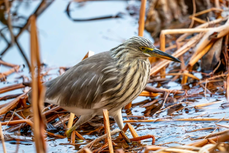 there is a small bird standing in a shallow body of water