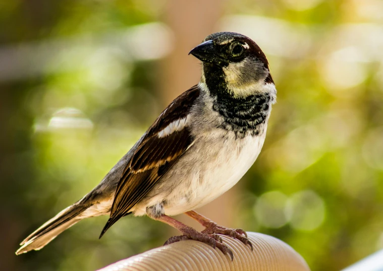 there is a small bird perched on top of the arm of someones hand