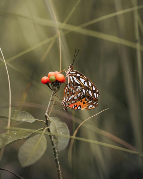 a erfly with orange tips sitting on a flower