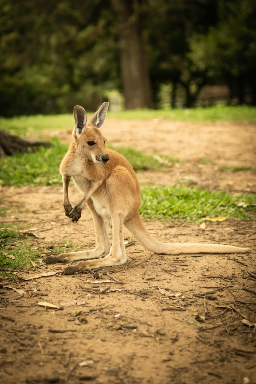 a kangaroo in the dirt with its front legs apart