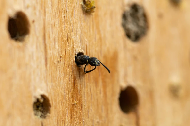 a black fly is on the side of a wooden board