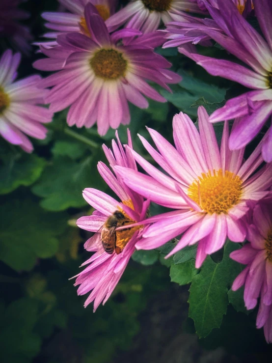 some purple flowers and one brown bee on it