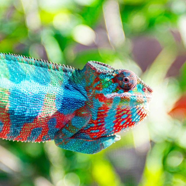 an image of a colorful lizard that is in motion