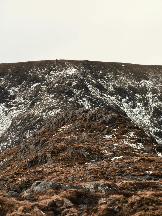 a single bird standing on the side of a hill