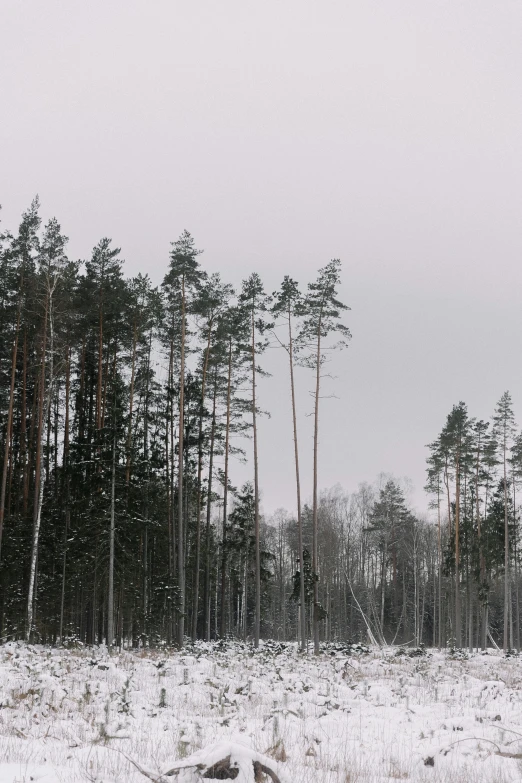 some trees and a bench in the snow