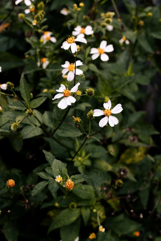 some white flowers are sitting among green leaves