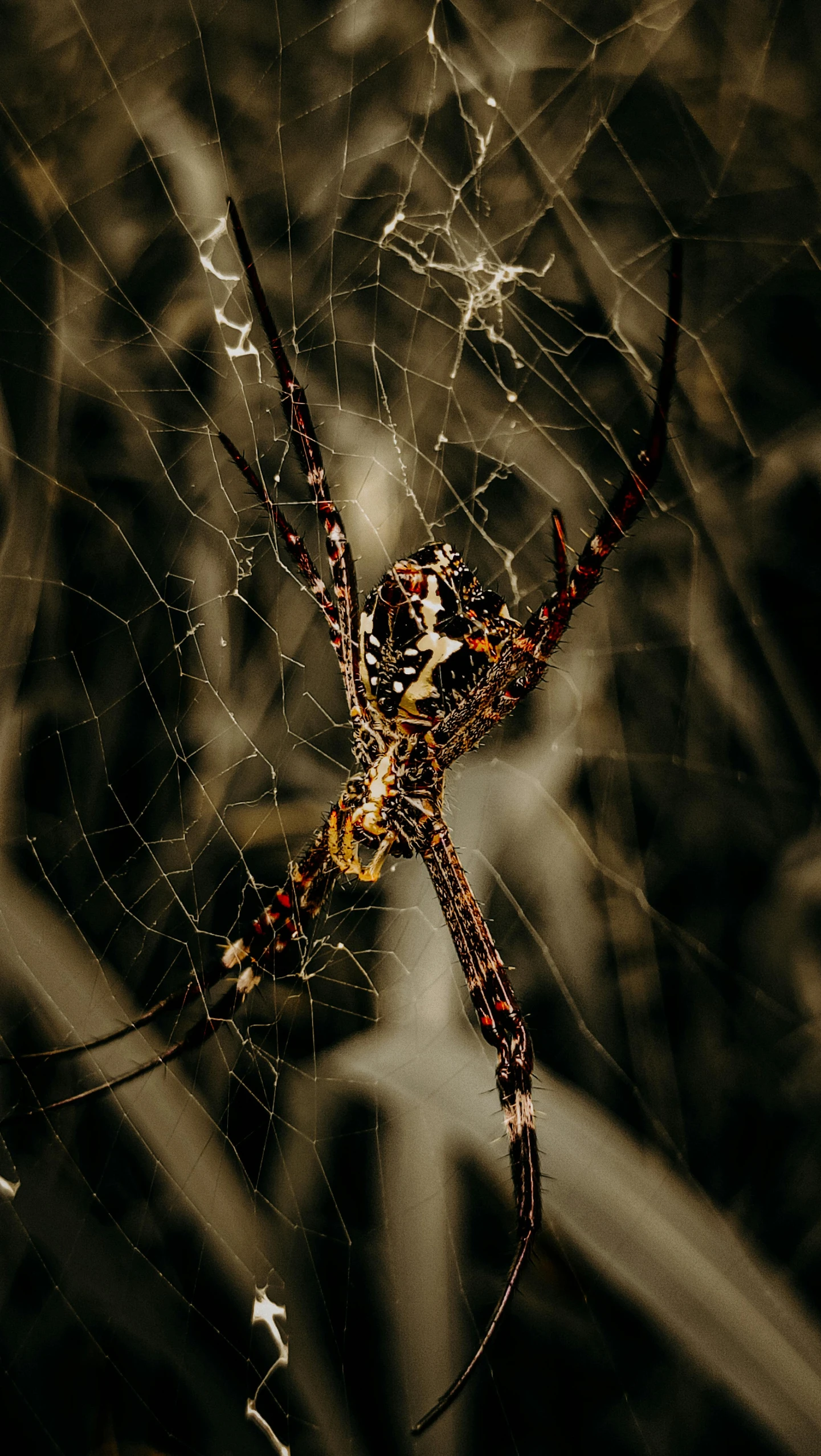 a black and yellow spider with large legs sitting on its web